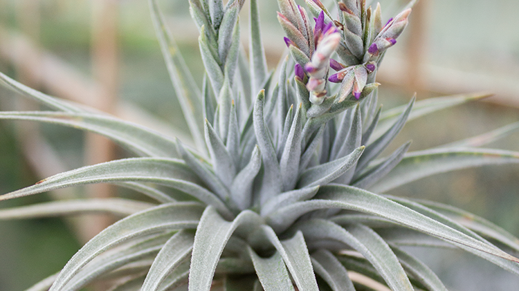 How to Care for Your Air Plant