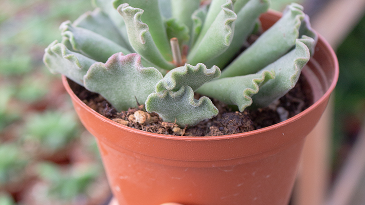 Let's Talk Haworthias