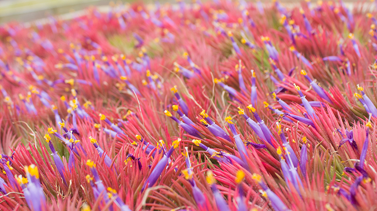 Blooming Air Plants
