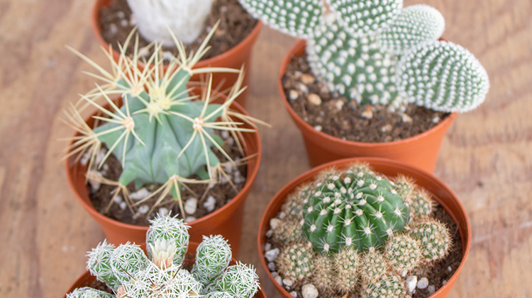 Let's Talk Cacti