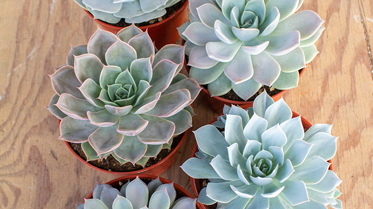 Let's Talk Echeverias