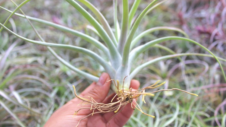 What Are Air Plants?
