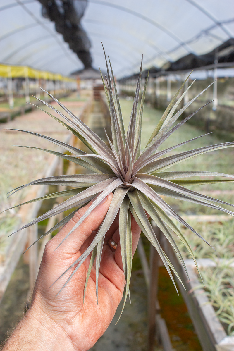 aeranthos air plant Aeranthos Negra – Plantaflor USA, Inc