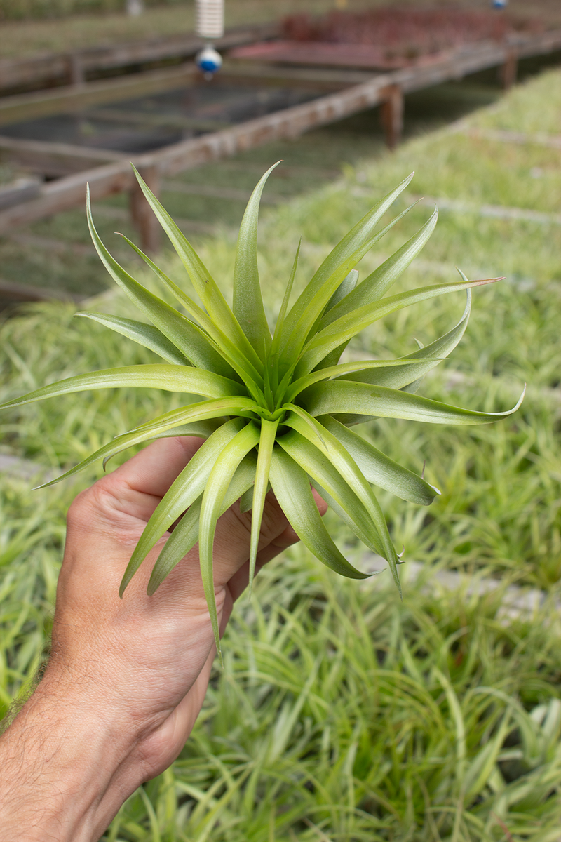 brachycaulos air plant Brachycaulos