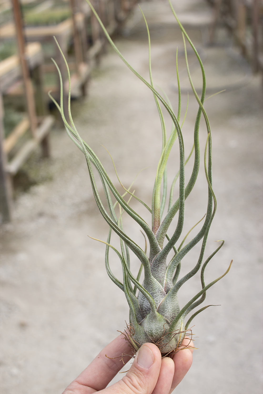 チランジア　ブラキフィラ ティランジア・ブラキフィラの育て方・栽培方法 | LOVEGREEN(ラブグリーン)