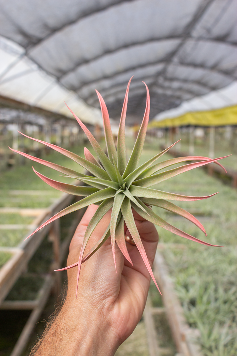 peach air plant Capitata Peach (Enhanced)