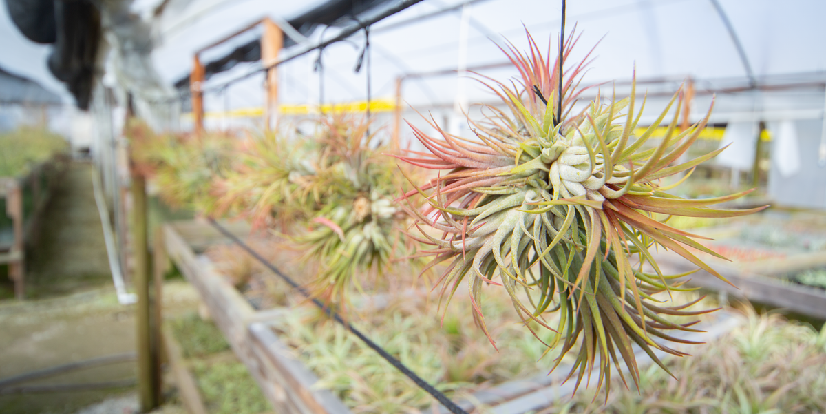 ブロメリア・エアープランツ Tillandsia ionantha ball ブロメリア ブロメリア・エアープランツ Tillandsia ionantha ball ブロメリア