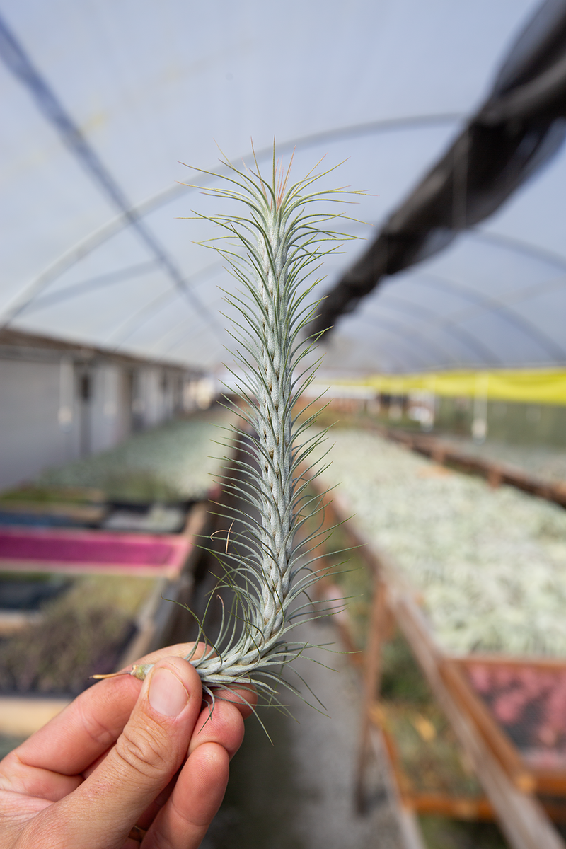 Funckiana – Plantaflor USA, Inc
