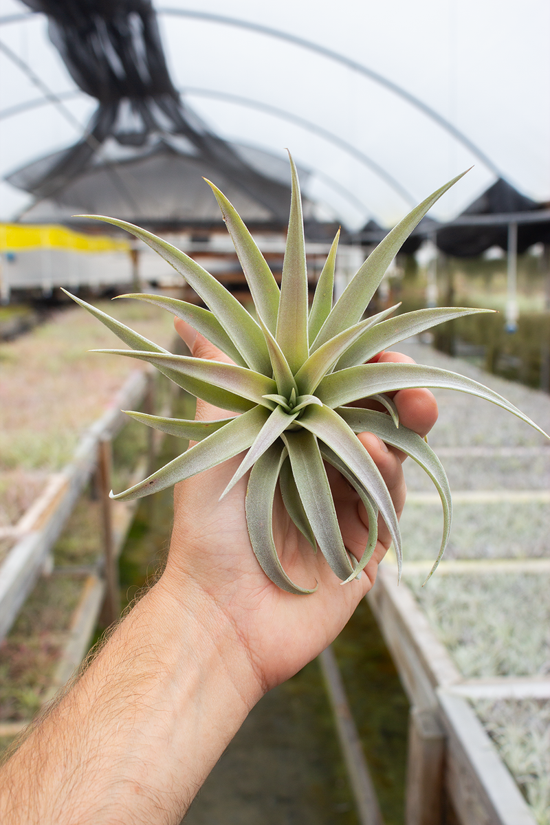 Harrisii – Plantaflor USA, Inc