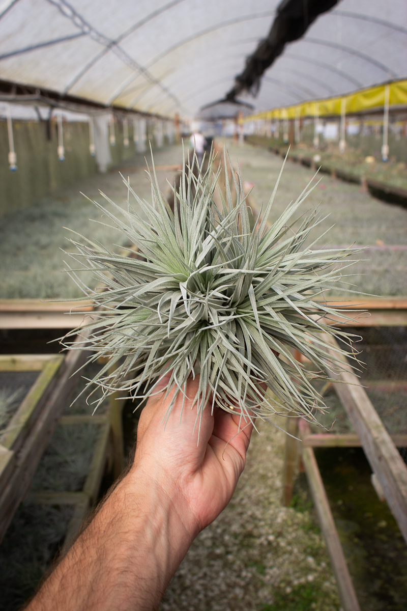 houston cotton candy air plant Houston Lite Pink Clump (Cotton Candy)