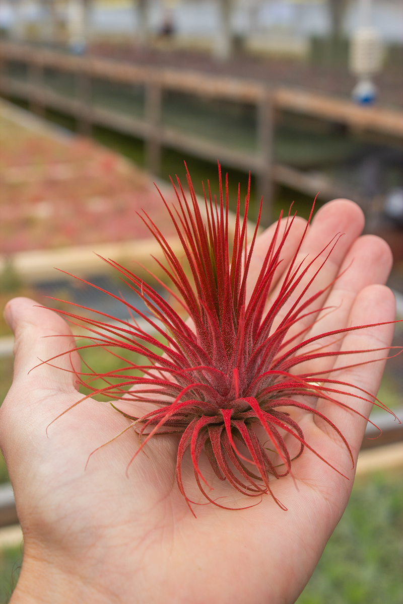 IonanthaRedXL_2.png?crop= IonanthaRedXL_2.png?crop=