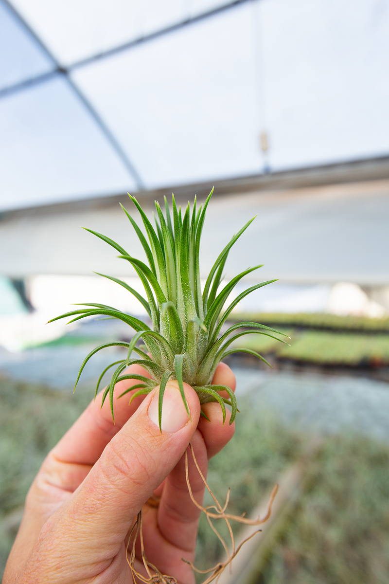 ブロメリア・エアープランツ variegated🥰 ionantha Tillandsia Variegata Ionantha Tillandsia ブロメリア・エアープランツ