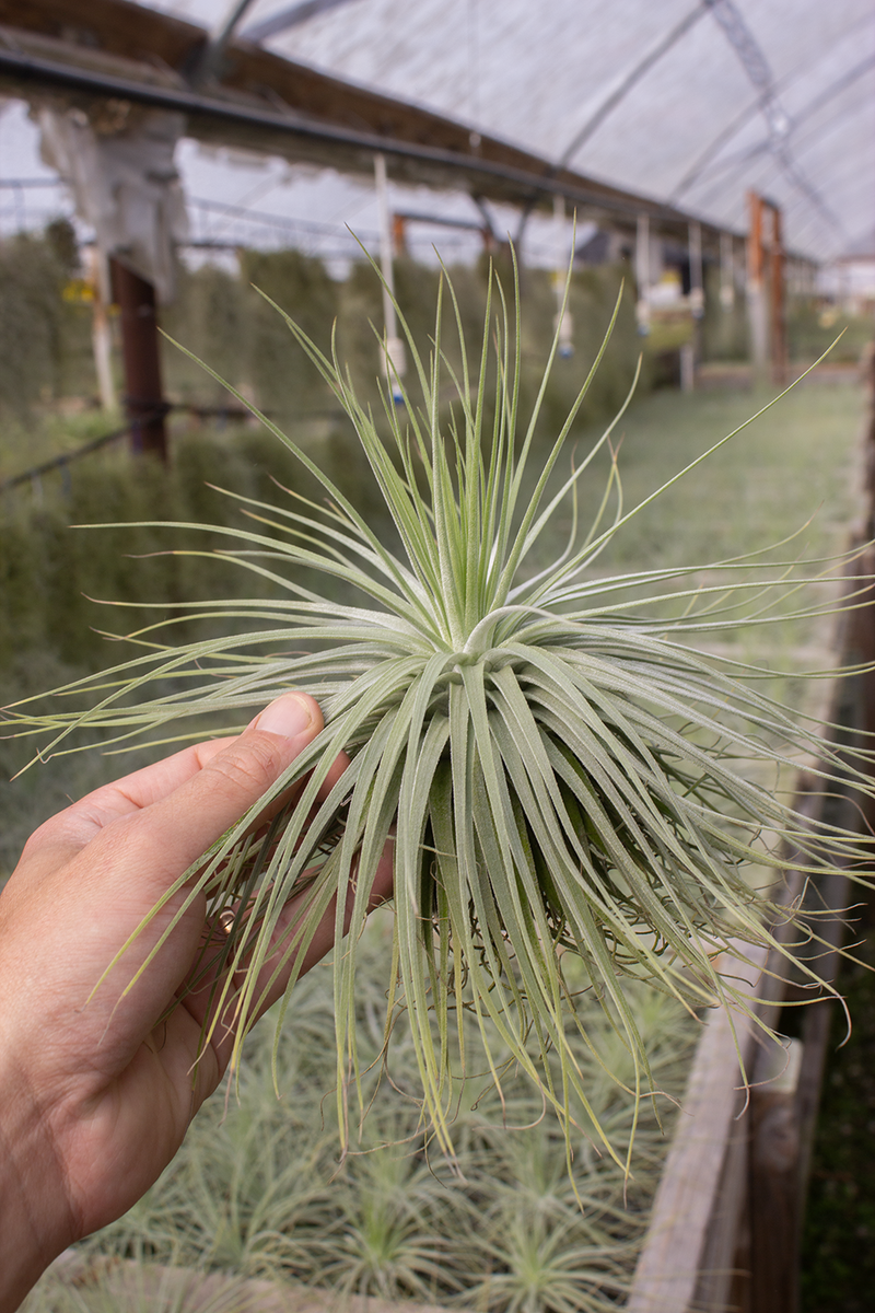 Tillandsia - La Espectacular Planta De Aire (fácil De Cuidar