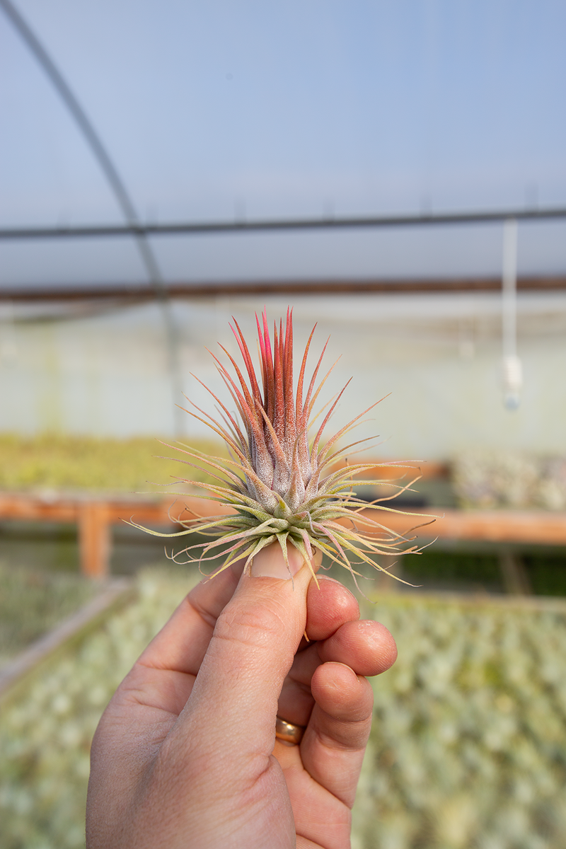 Ionantha Rosita – Plantaflor USA, Inc.