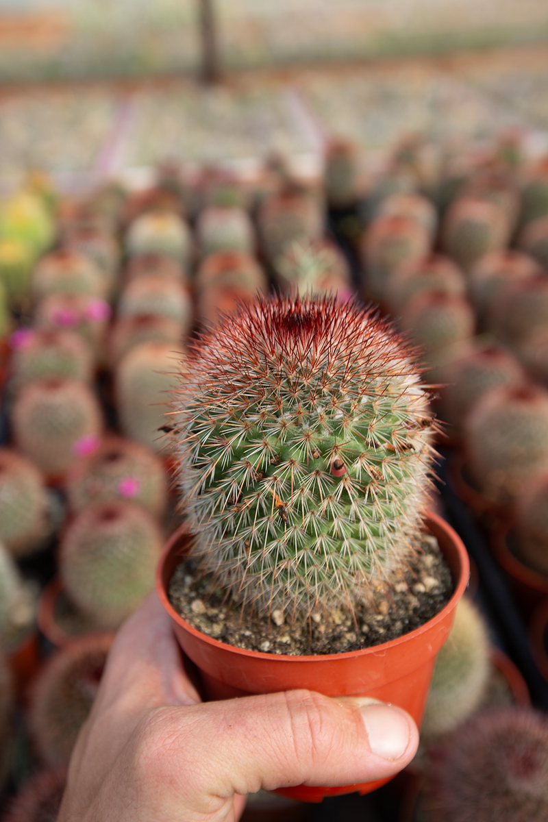 M. Spinosissima f. Rubrispina 4