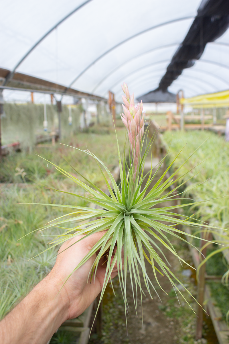 t stricta air plant Stricta X Gardneri "Feather Duster"