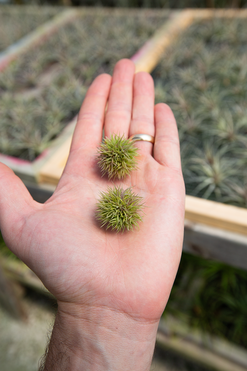 Tillandsia aeranthos Teddy Bear - Davis Farms Wholesale