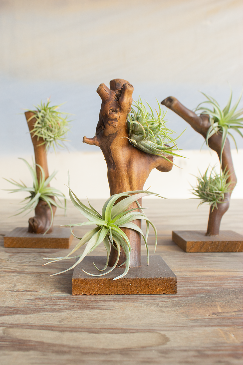 tilly air plants Tilly Trees