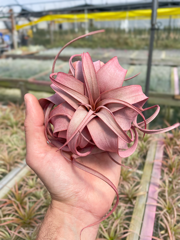 Xerographica Mini Red (Infused)