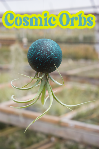 Cosmic Hanging Orbs (Plant Included)