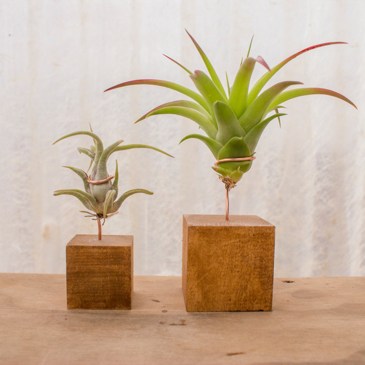 Air Plants Stands – Plantaflor USA, Inc