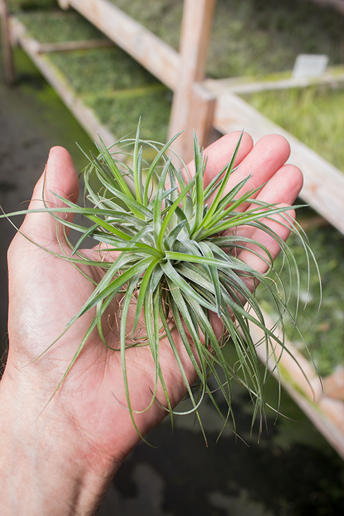 stricta green air plant Stricta Green Clump