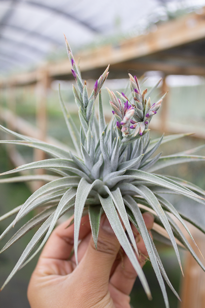 How to Care for Your Air Plant