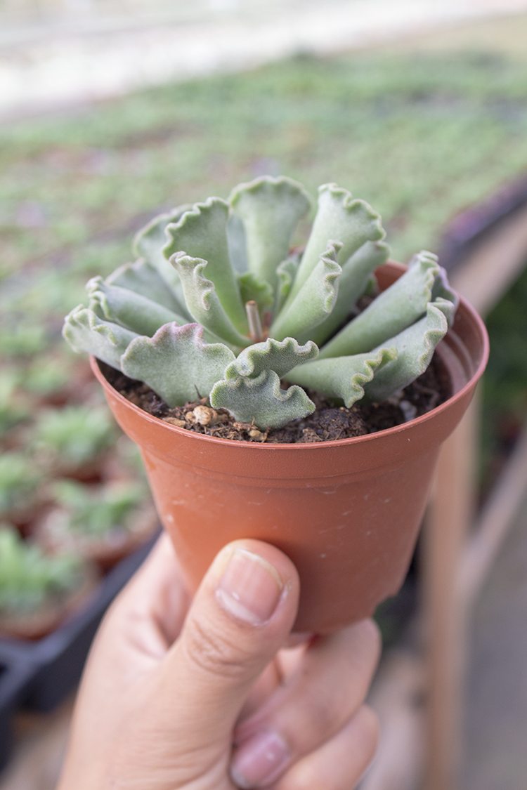 Let's Talk Haworthias