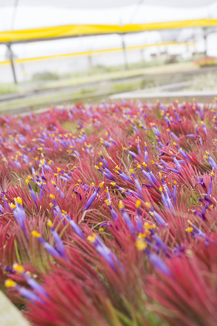 Blooming Air Plants