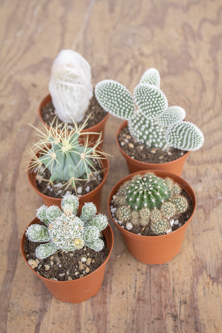 Let's Talk Cacti