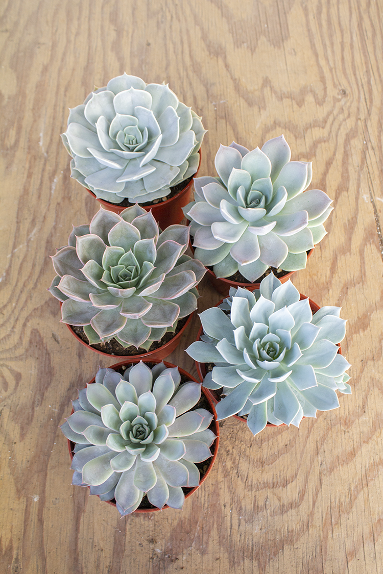 Let's Talk Echeverias