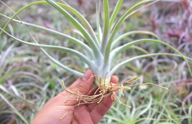 What Are Air Plants?