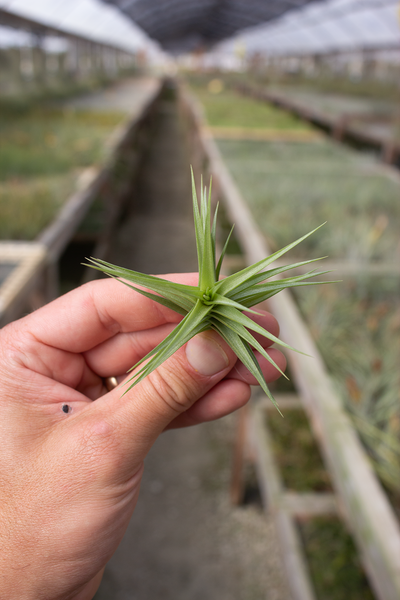 Aeranthos Green Gem