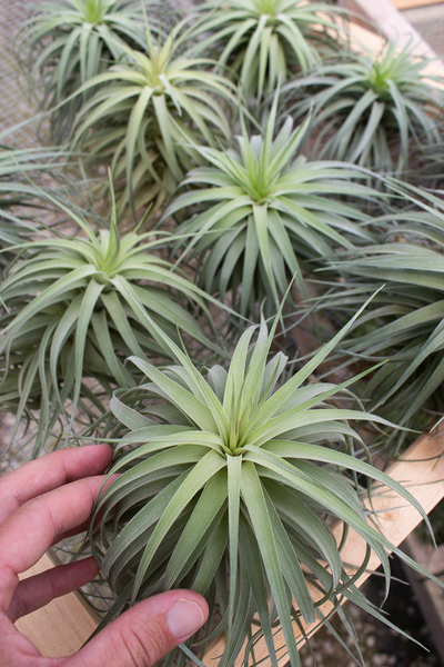 Aeranthos v. Half Dome