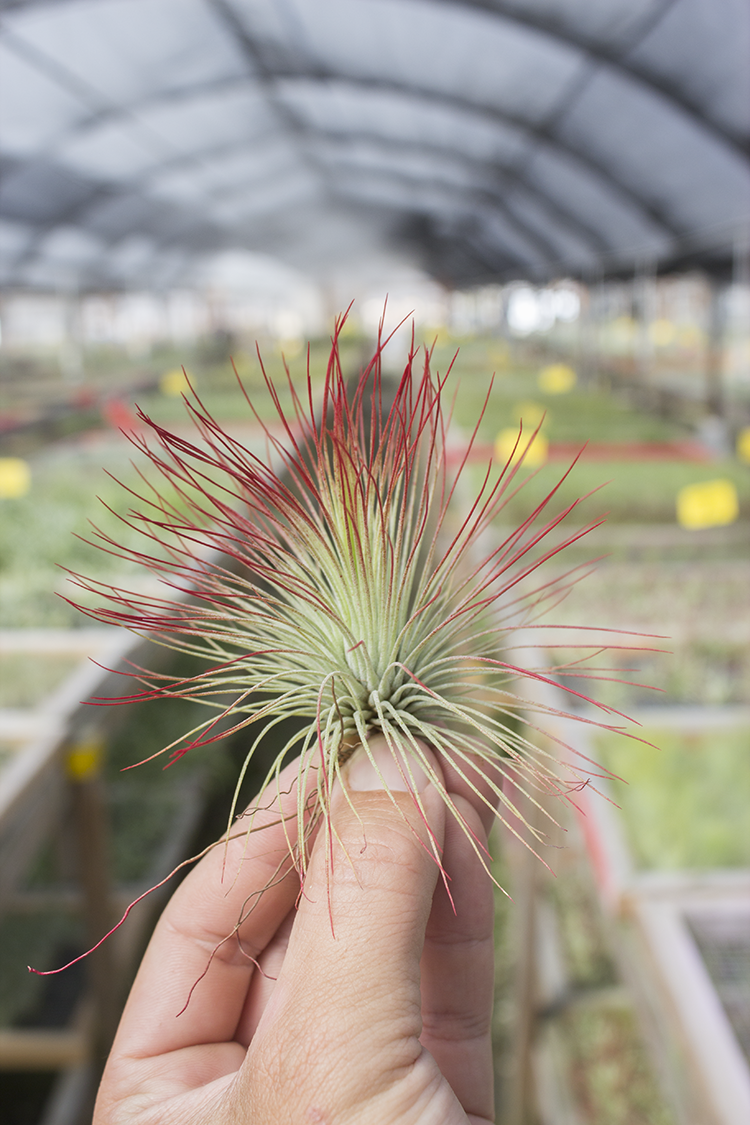 andreana air plant care Andreana (Enhanced) – Plantaflor USA, Inc