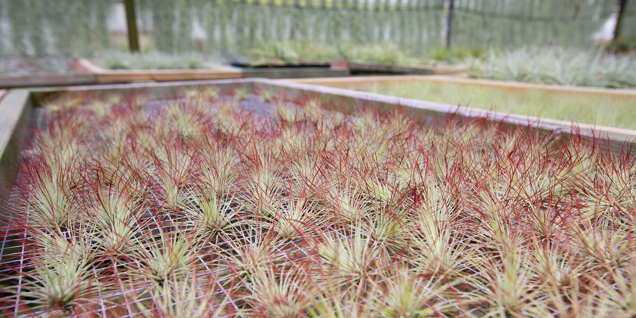 andreana air plant Andreana (Enhanced) – Plantaflor USA, Inc