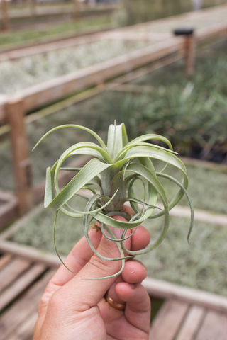 "Sidewinder" Baileyi X Streptophylla 3-4" (15% off 25 Plants)