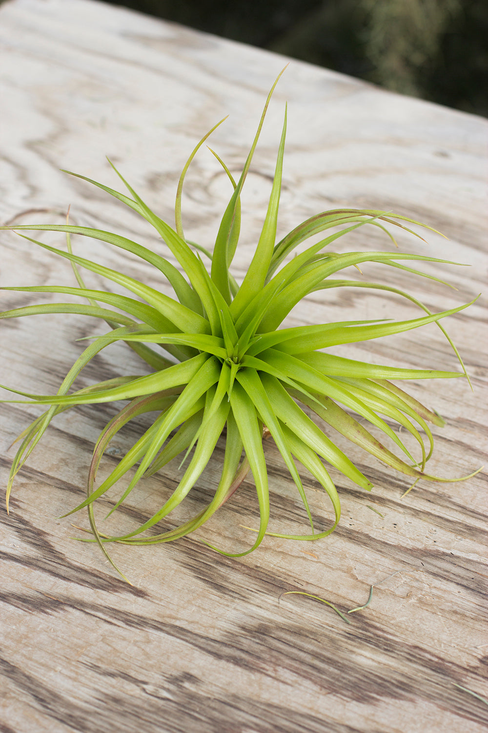 Brachycaulos – Plantaflor USA, Inc.