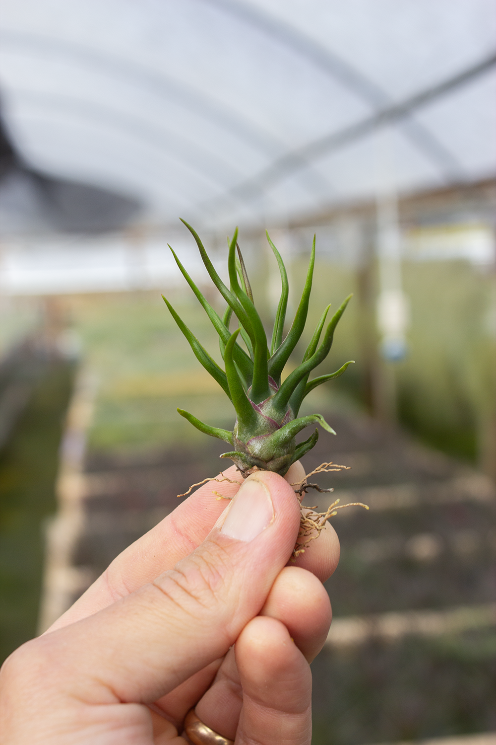 チランジア ブルボーサ タイニーダンサー Bulbosa tiny dancer チランジア ブルボーサ タイニーダンサー Bulbosa tiny dancer