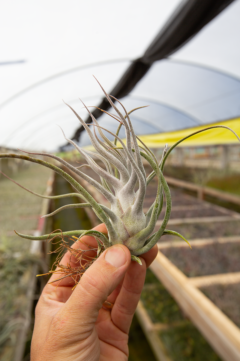 ブロメリア・エアープランツ T. Ty(ehlersiana x bulbosa) Ehlersiana X Bulbosa (Ty) – Plantaflor USA, Inc.