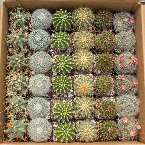 WEEK 8 SPECIAL - Cactus 2" - 36 Assorted Pack ($1.15/ea) (UPGRADED PREMIUM BOX AVAILABLE!)