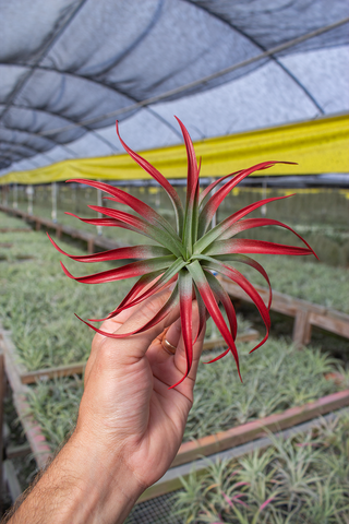 Capitata Heavy Red (5-6") (Enhanced)