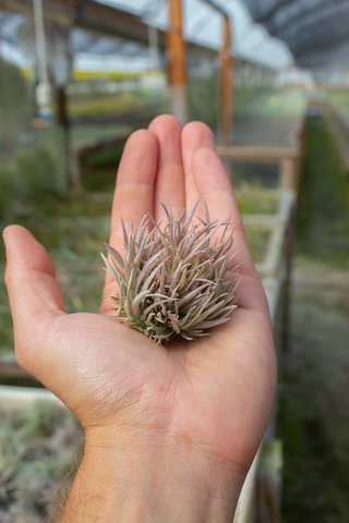 Capitata Mauve Ball Small