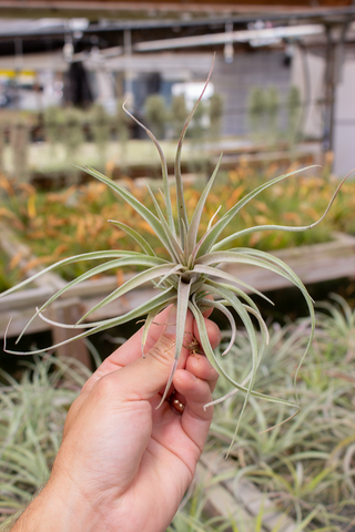 Capitata Peach Thin Leaf