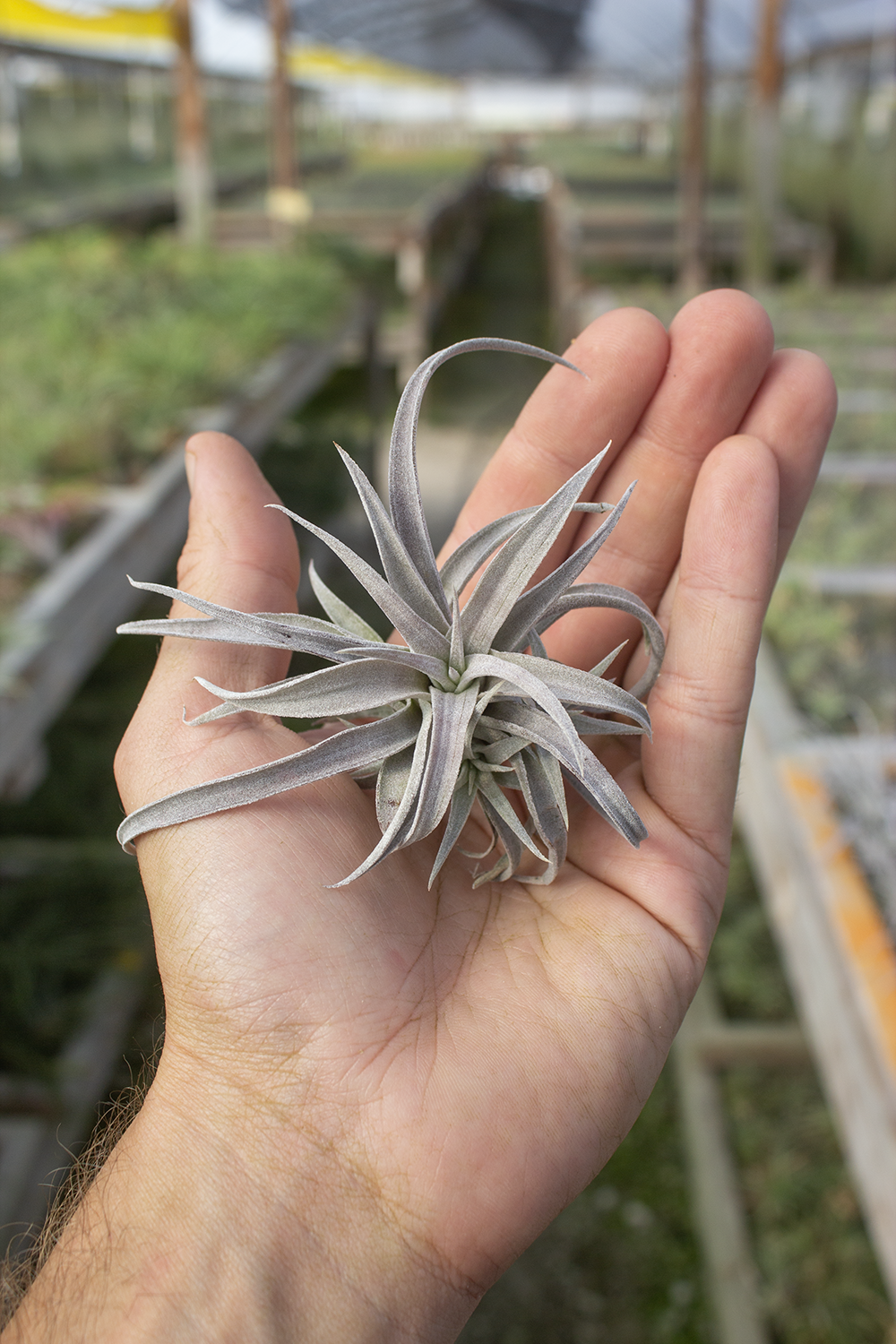Tillandsia chiapensis giant チランジア・チアペンシス・ジャイアント