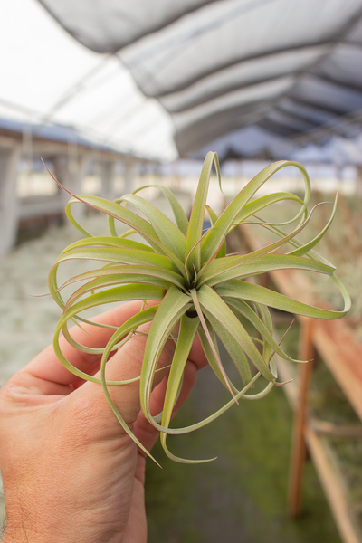 Concolor X Streptophylla