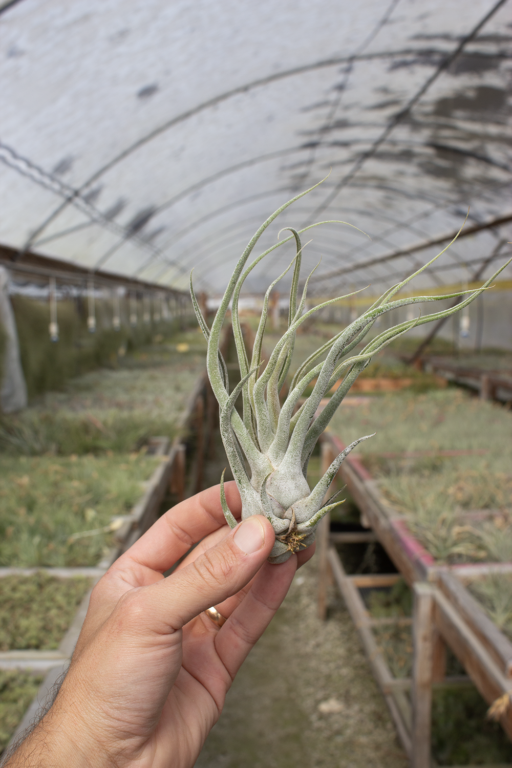 Plantaflor U.S.A. Ehlersiana X Bulbosa