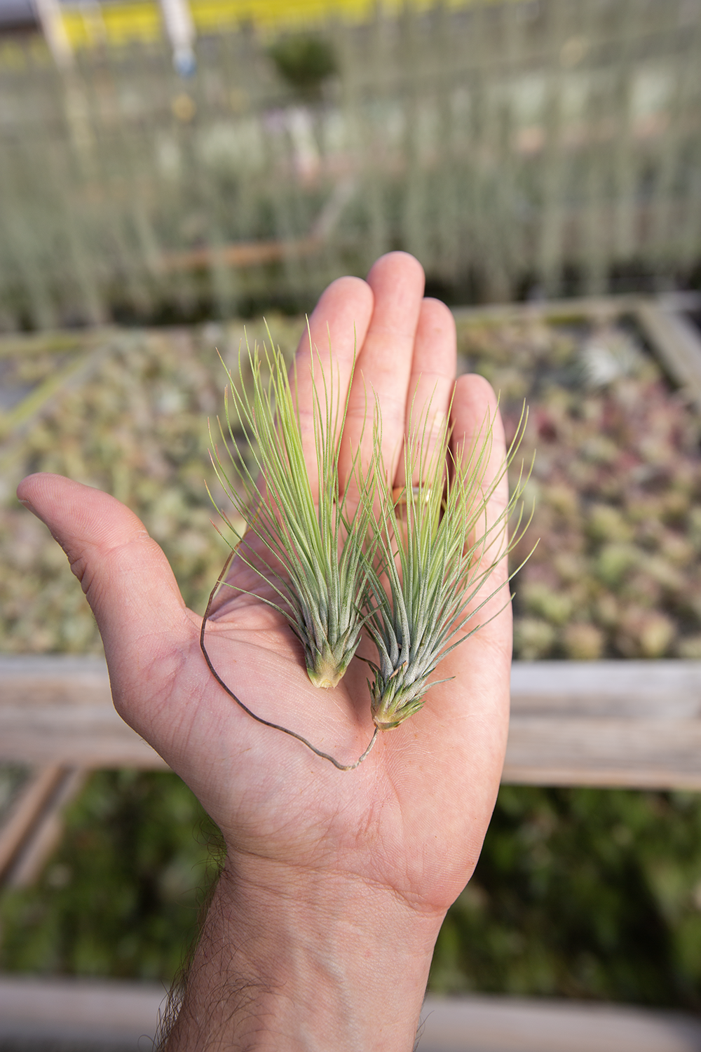 Wholesale Tillandsia Hybrids & Accessories | Plantaflor