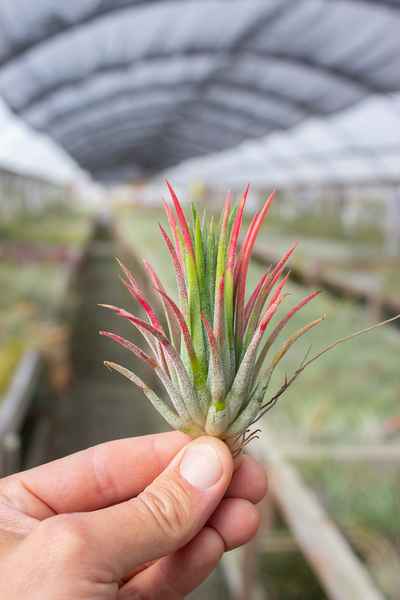 Ionantha Hot Pink