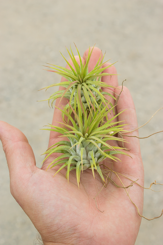 Ionantha Ron